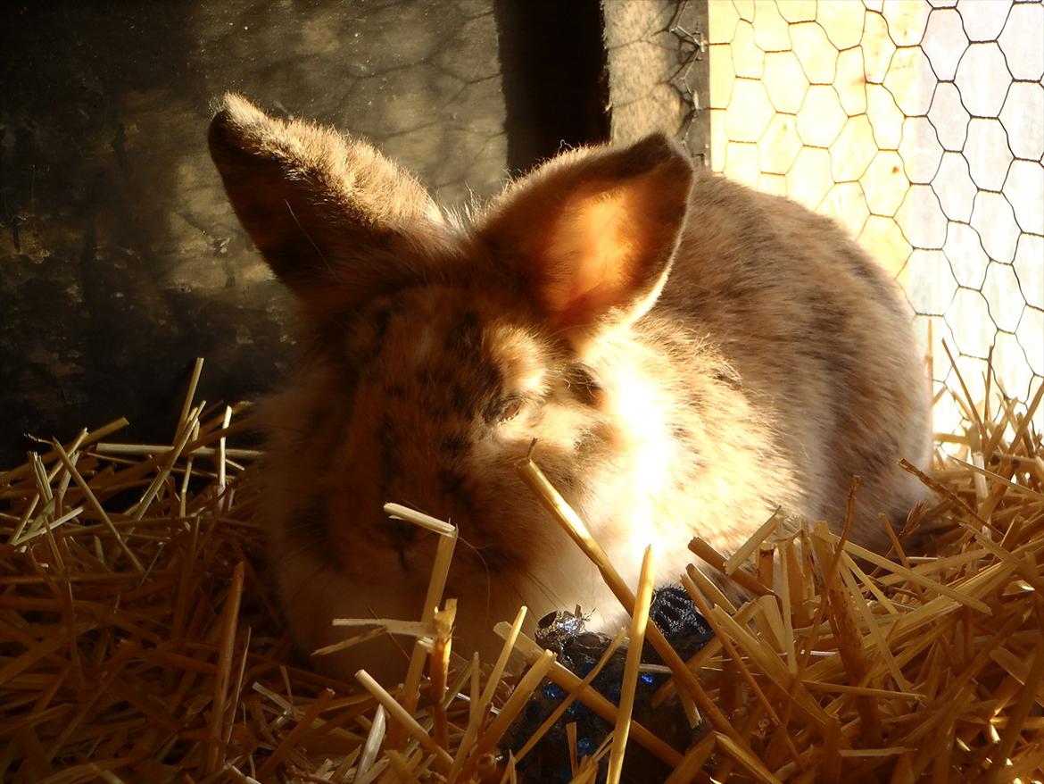 Kanin ¨˜°º•¤ Stald Kiwis Småkage R.I.P ¤•º°˜¨  billede 2