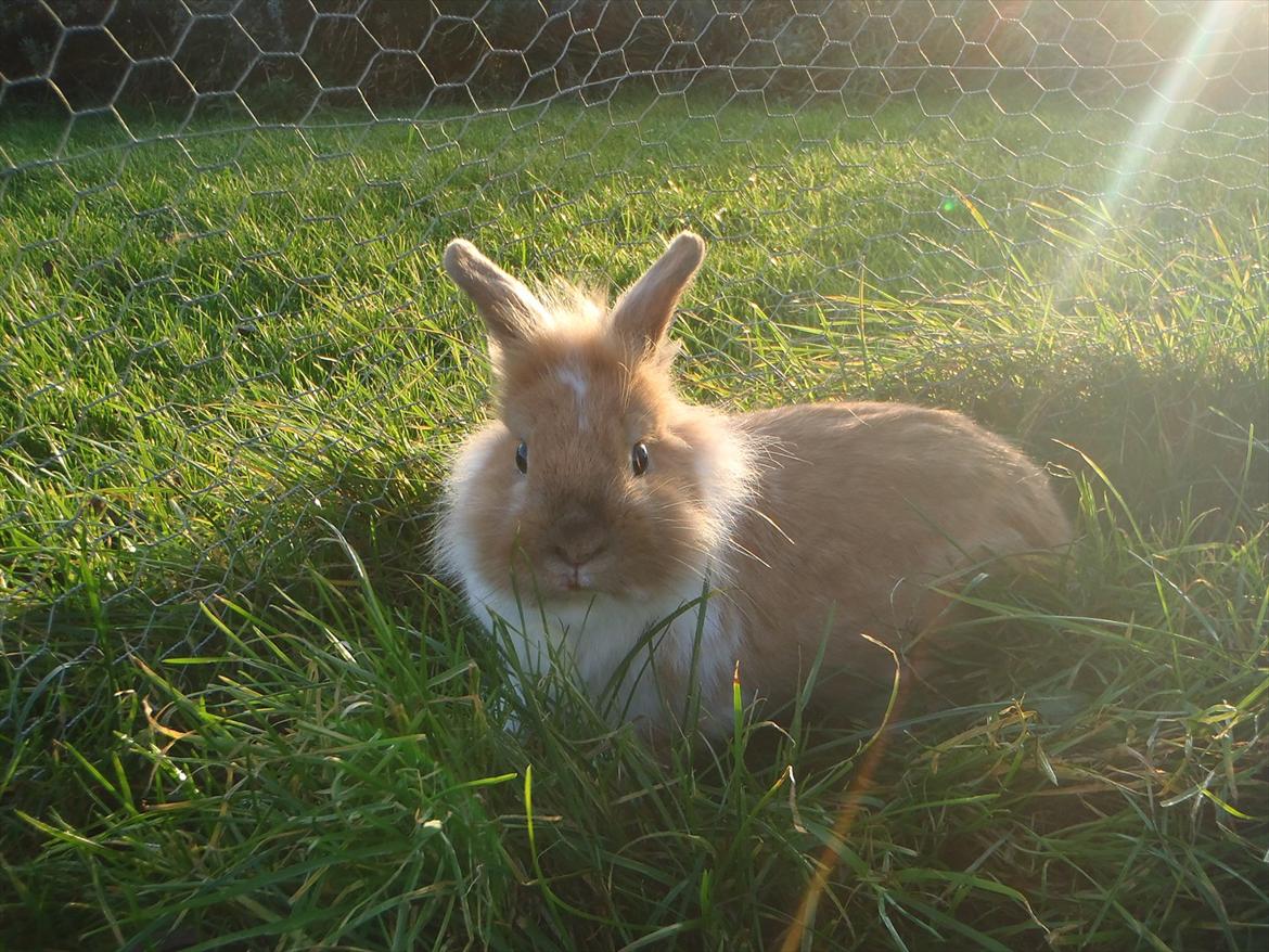 Kanin  ¨˜°º•¤ Stald Kiwis Futte ¤•º°˜¨  billede 5