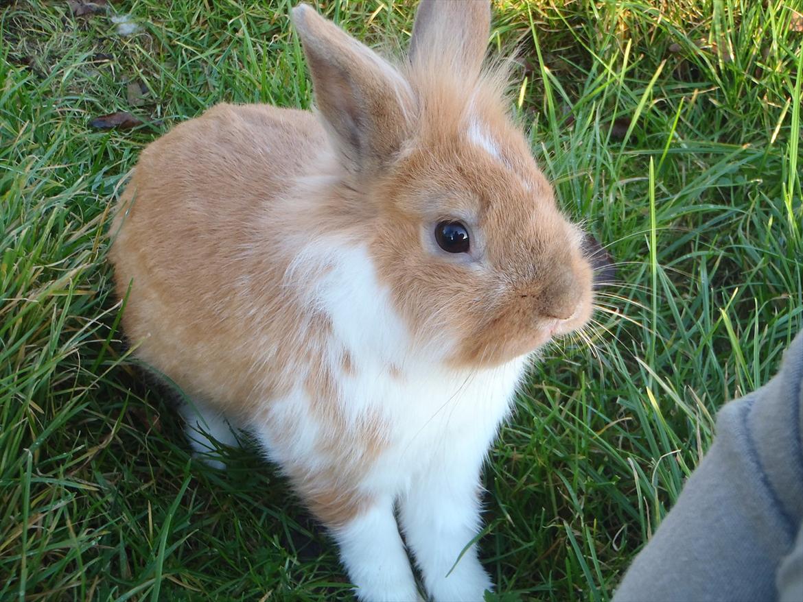 Kanin  ¨˜°º•¤ Stald Kiwis Futte ¤•º°˜¨  billede 14