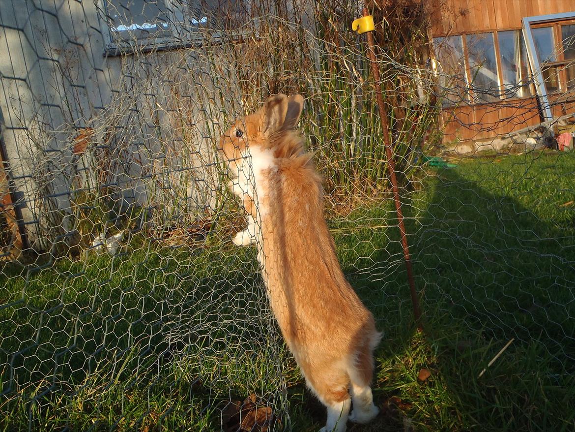 Kanin  ¨˜°º•¤ Stald Kiwis Futte ¤•º°˜¨  billede 16