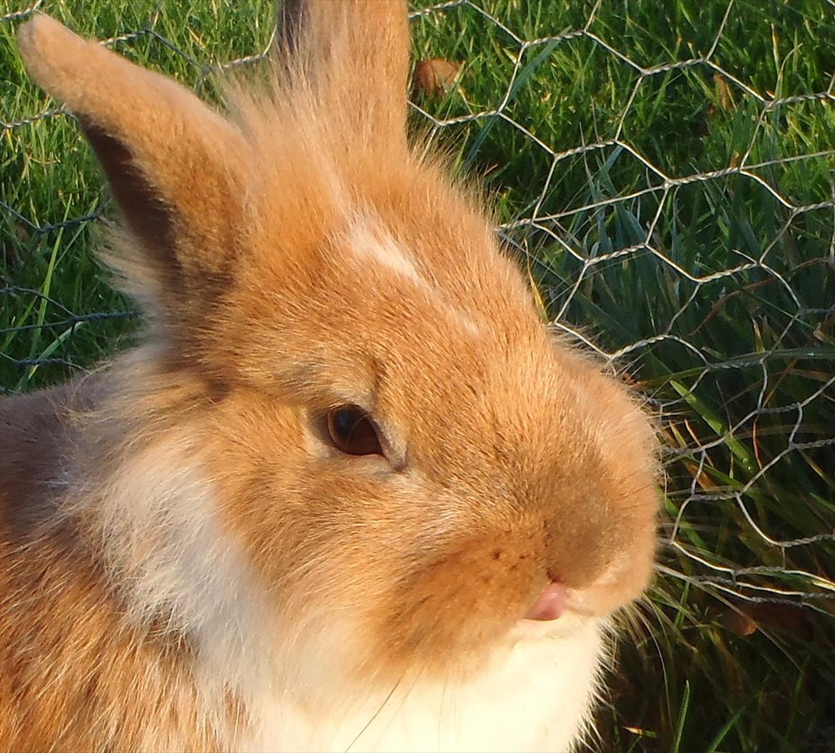 Kanin  ¨˜°º•¤ Stald Kiwis Futte ¤•º°˜¨  billede 19