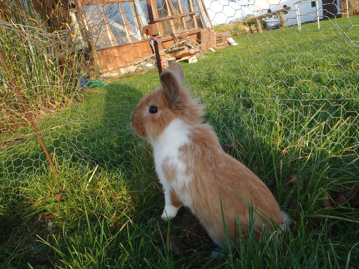 Kanin  ¨˜°º•¤ Stald Kiwis Futte ¤•º°˜¨  billede 20