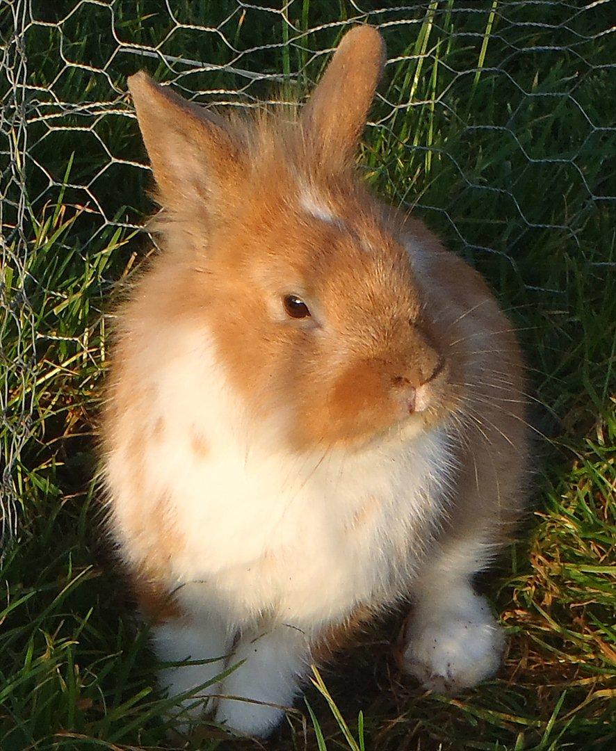 Kanin  ¨˜°º•¤ Stald Kiwis Futte ¤•º°˜¨  billede 3