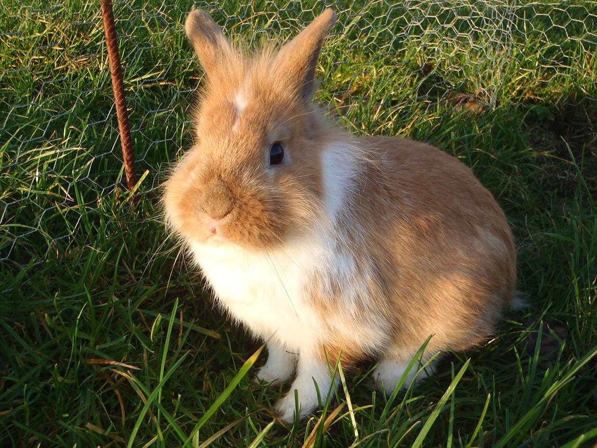 Kanin  ¨˜°º•¤ Stald Kiwis Futte ¤•º°˜¨  billede 9