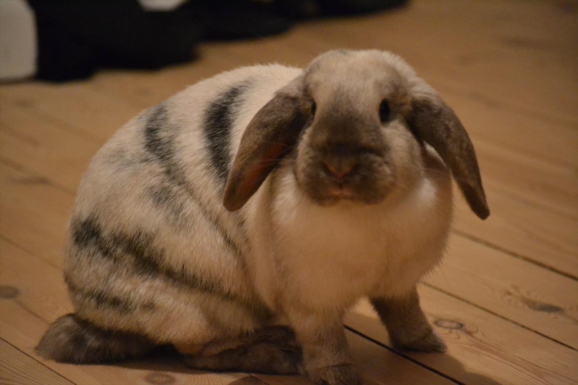 Kanin Æblehavens Mozilla Firefox billede 18