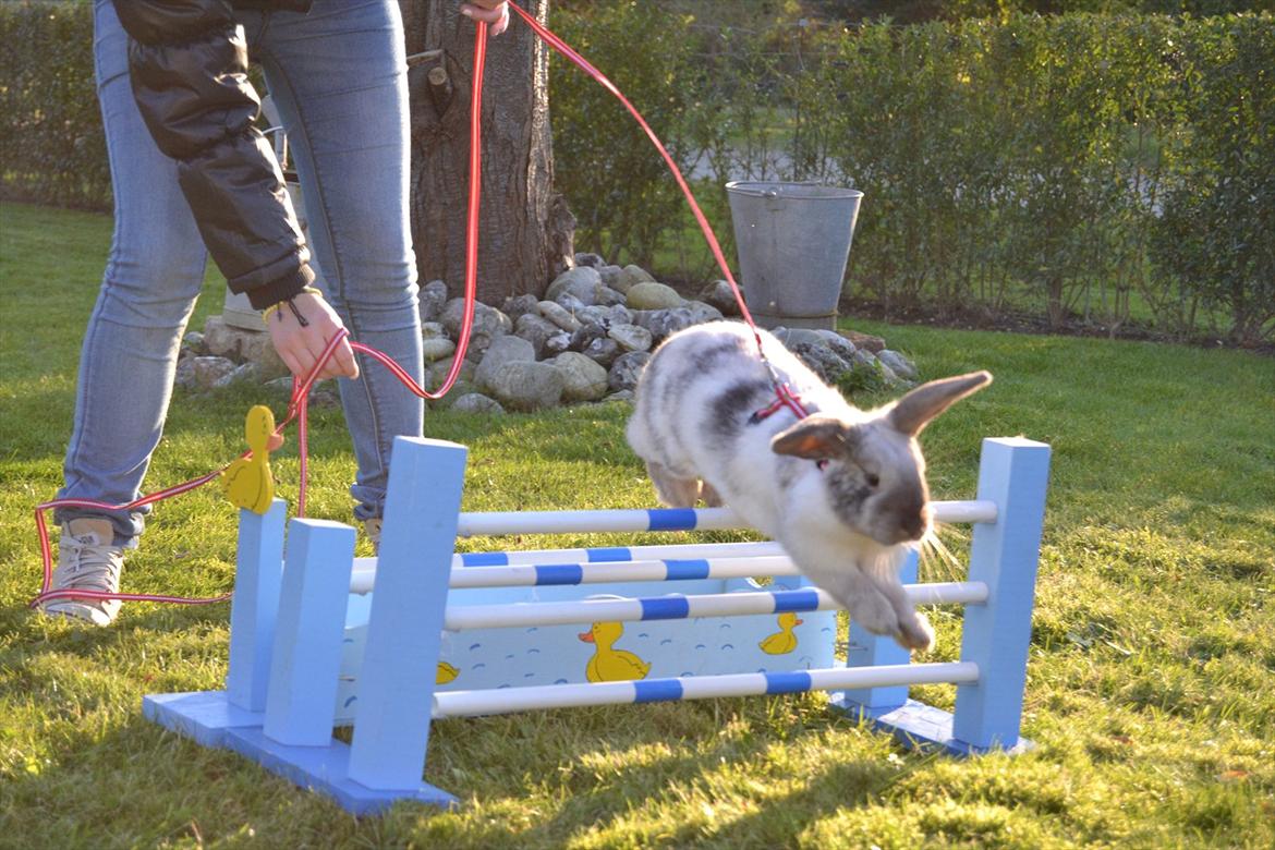 Kanin Æblehavens Mozilla Firefox billede 19