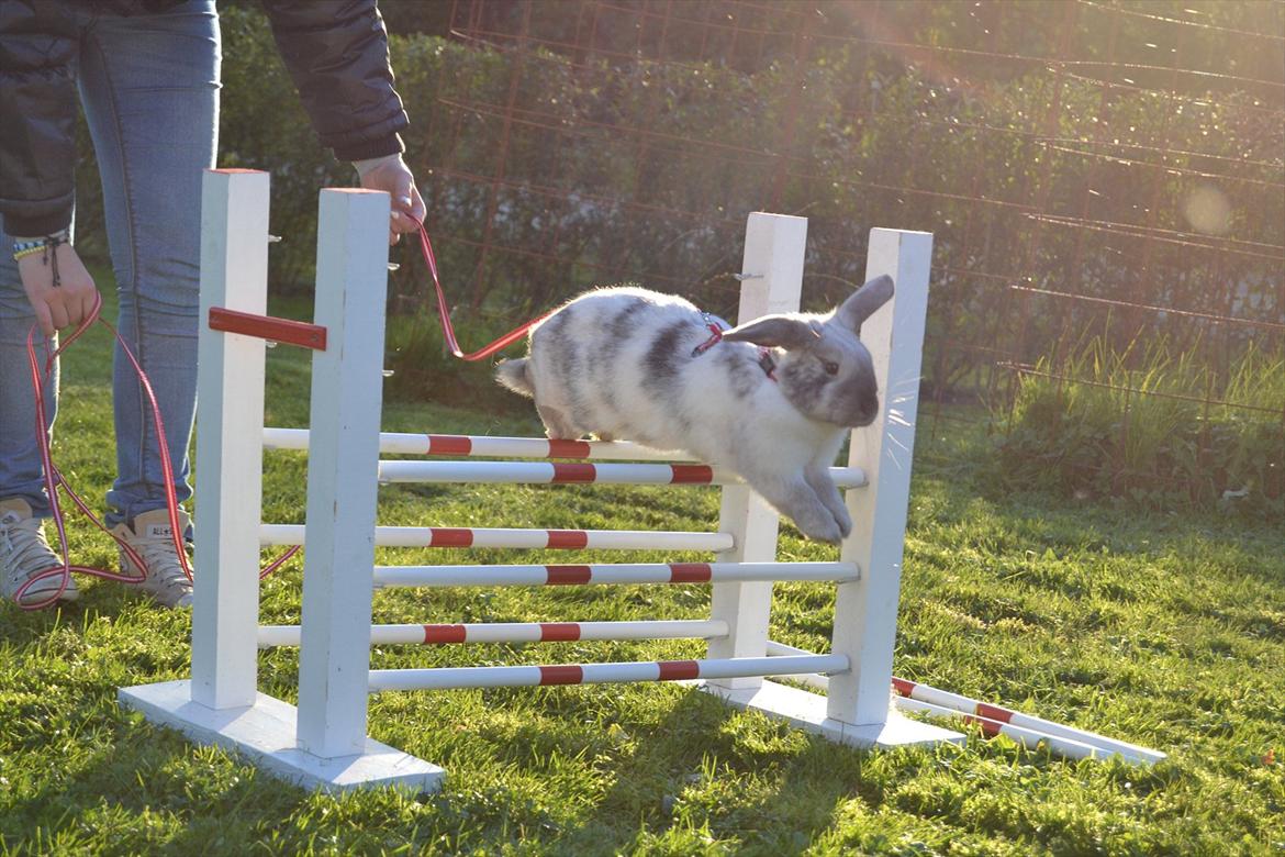 Kanin Æblehavens Mozilla Firefox billede 20