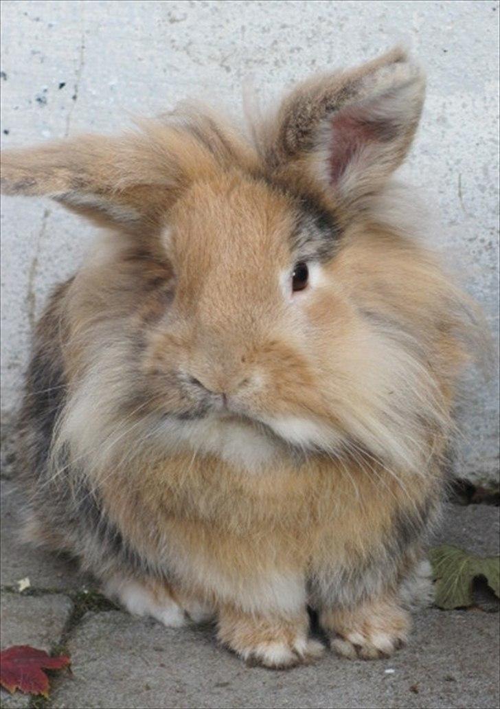 Kanin Peanut billede 6