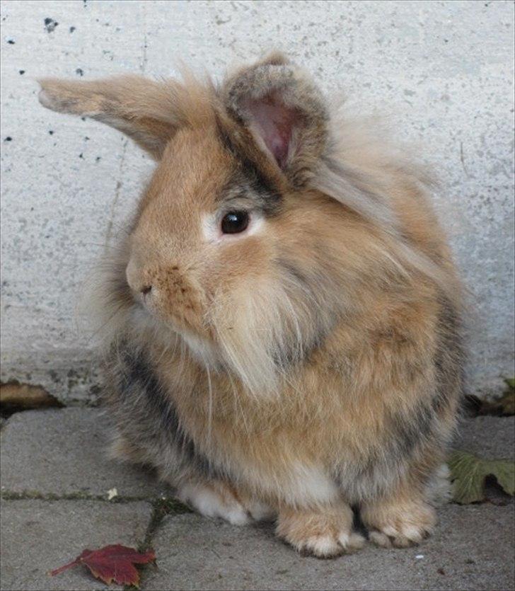 Kanin Peanut billede 7