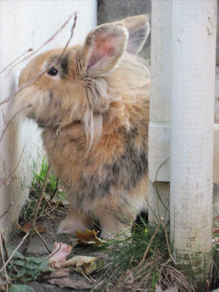 Kanin Peanut billede 11