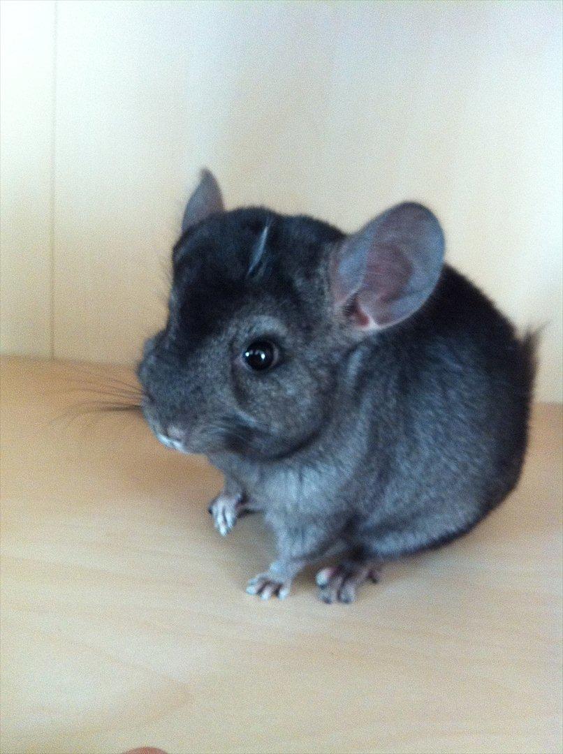 Chinchilla Sortenmuld billede 13