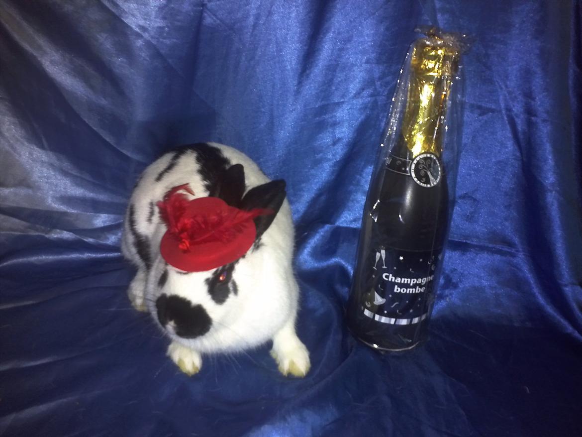 Kanin Nadia 2 - Så vil mor lige tage et billeder med nytår det skal der jo også være plase til  billede 20