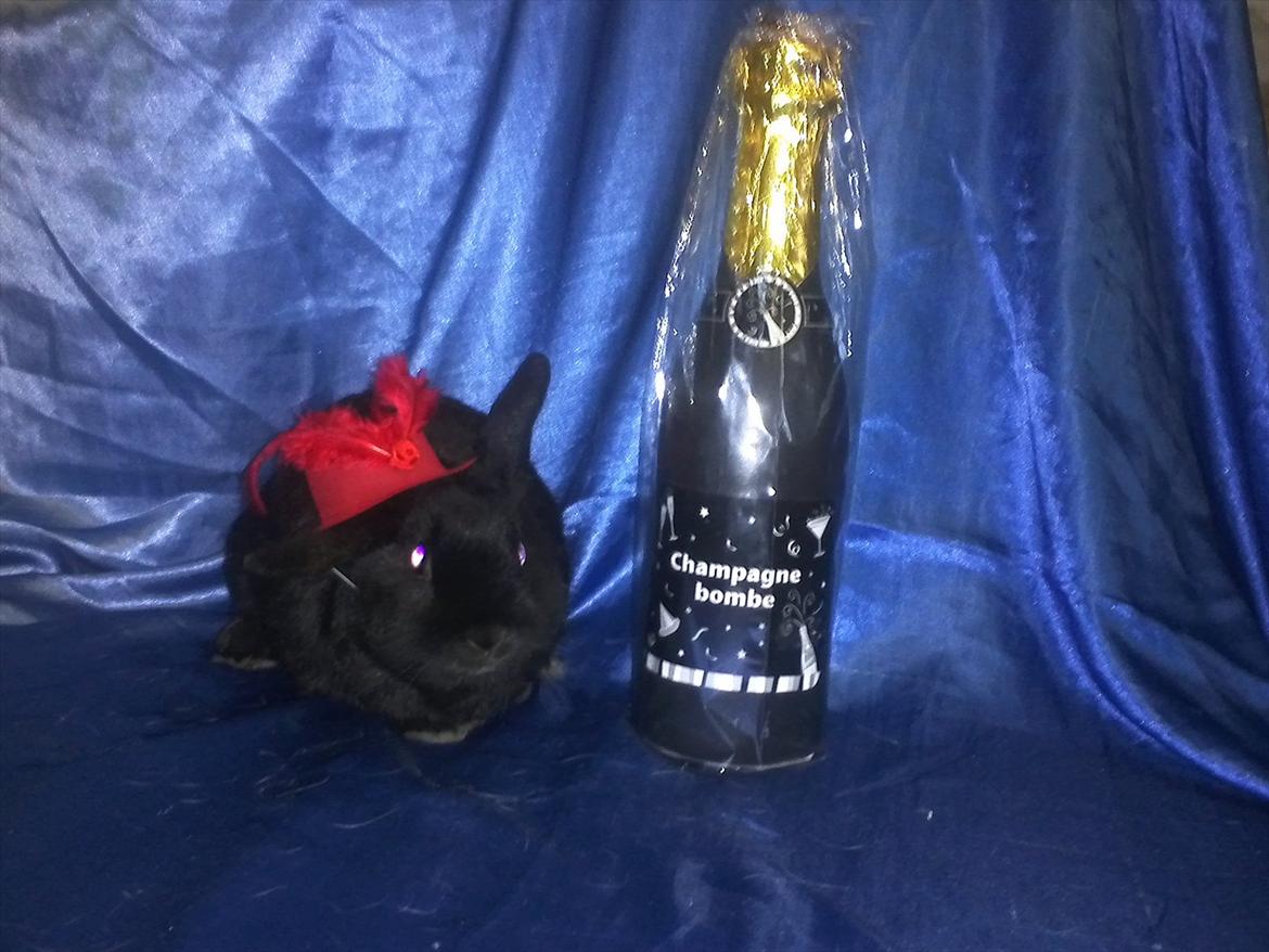 Kanin Basse - et nytår s billeder 2012 billede 19