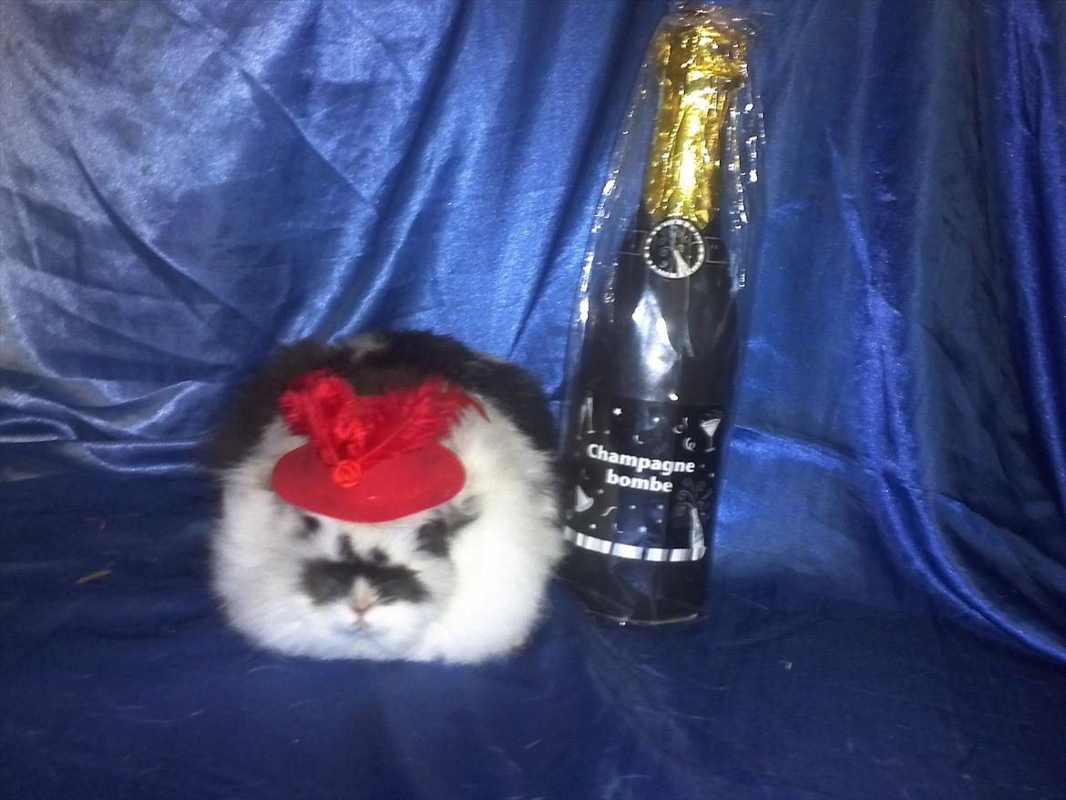 Kanin Sally - et billeder med nytår 2012 billede 20