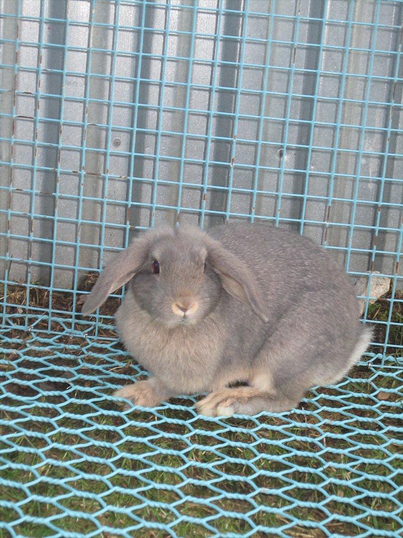 Kanin | Nanze's Puerto de la Cruz  - December 2011 billede 1