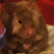 Hamster cocio