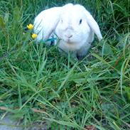 Kanin Oliver R.I.P. :'(