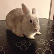 Kanin Dust ( Ninus mor )