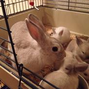 Kanin Dust ( Ninus mor )