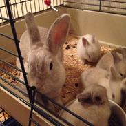 Kanin Dust ( Ninus mor )