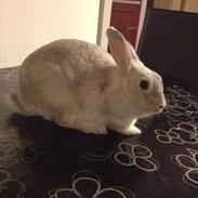 Kanin Dust ( Ninus mor )