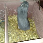 Kanin Blue Shadow [Løvehoved]