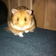 Hamster Malthes Kidd orange red.