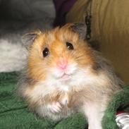 Hamster Bernhard Nibbles