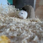 Dværghamster Spudnik (R.I.P)