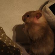 Hamster cocio