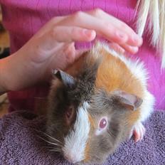 Marsvin Skovtoftens Maximus