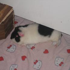 Marsvin panda pjuske (lillebrors)