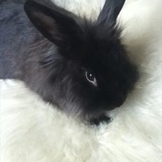 Kanin Pepsi Von Depsen