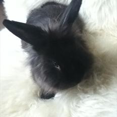 Kanin Pepsi Von Depsen