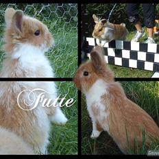 Kanin  ¨˜°º•¤ Stald Kiwis Futte ¤•º°˜¨ 