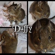 Degu Duffy