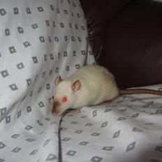 Tamrotte Chupacabra RIP