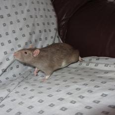 Tamrotte Trampe Trold RIP