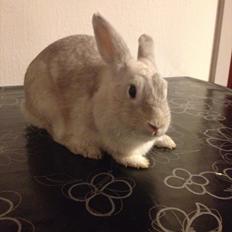 Kanin Dust ( Ninus mor )