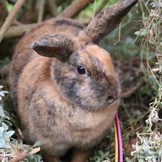 Kanin MaPos Little Beauty Sunshine