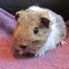 Marsvin Zebaztian von Fancy