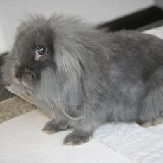 Kanin Kildevangs Limo La Dell