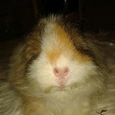 Marsvin stald-maliymut's karla alla barkita (tidligergnave