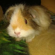 Marsvin stald-maliymut's karla alla barkita (tidligergnave