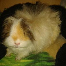 Marsvin stald-maliymut's karla alla barkita (tidligergnave