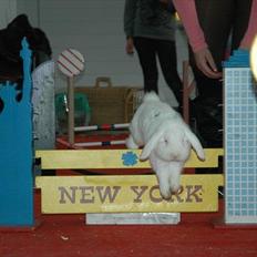 Kanin Stald-maliymut's luca star