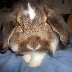 Kanin R-I-P hvil i fred boogie min kære