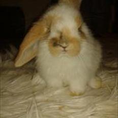 Kanin stald-maliymut 's Eigil må alt (tidligergnaver)