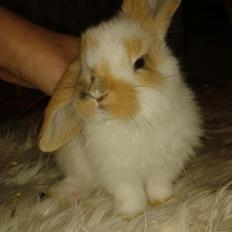 Kanin stald-maliymut 's Eigil må alt (tidligergnaver)