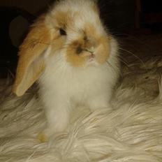 Kanin stald-maliymut 's Eigil må alt (tidligergnaver)